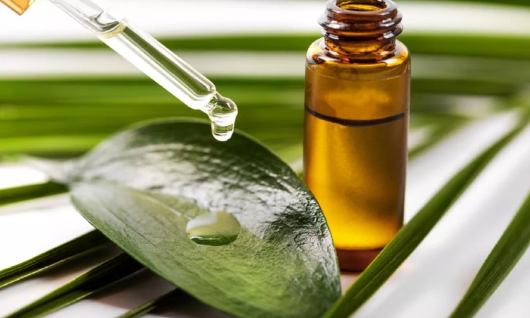 Tea tree oil, Sumber: medkomtek.com