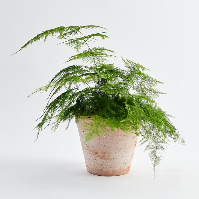 Asparagus Fern layak menjadi salah satu jenis tanaman hias indoor, foto: botaniqueworkshop.com